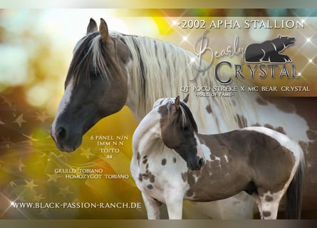 Paint Horse, Semental, 22 años, 148 cm, Grullo
