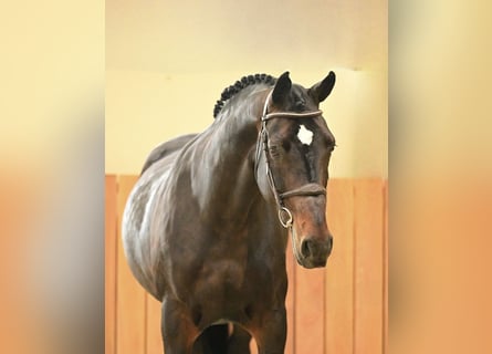 Belga, Castrone, 11 Anni, 168 cm, Baio nero