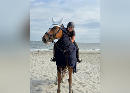 Belga, Castrone, 12 Anni, 173 cm, Sauro