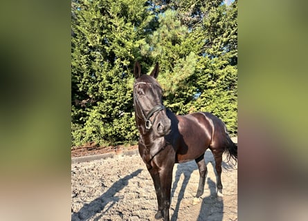 Belga, Castrone, 12 Anni, 175 cm, Morello