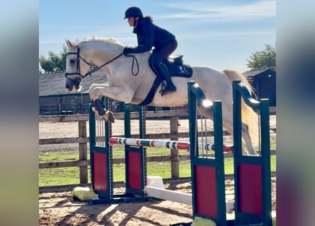 Belga, Castrone, 13 Anni, 170 cm, Grigio
