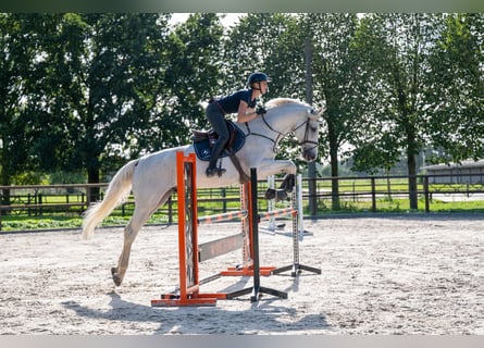 Belga, Castrone, 14 Anni, 174 cm, Grigio