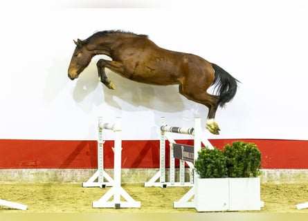 Belga, Castrone, 3 Anni, 163 cm