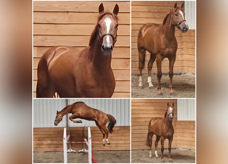 Belga, Castrone, 3 Anni