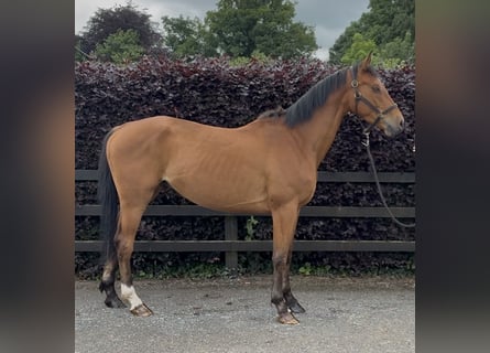 Belga, Castrone, 4 Anni, 161 cm, Baio chiaro