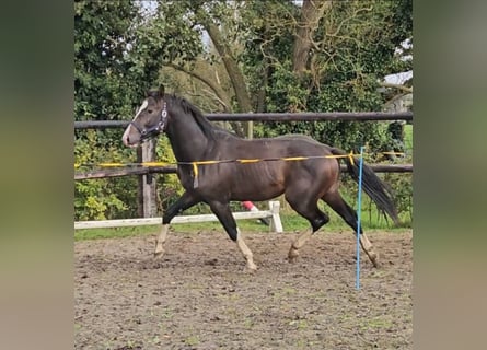 Belga, Castrone, 4 Anni, 163 cm, Baio