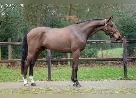 Belga, Castrone, 4 Anni, 164 cm