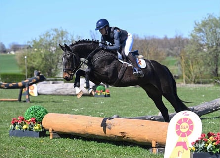 Belga, Castrone, 4 Anni, 166 cm, Baio nero