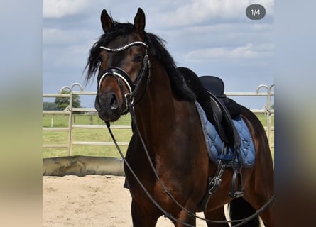 Belga, Castrone, 5 Anni, 155 cm, Baio
