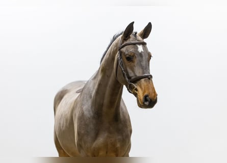 Belga, Castrone, 5 Anni, 162 cm, Baio
