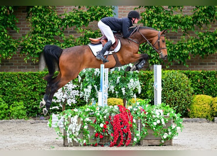 Belga, Castrone, 5 Anni, 164 cm, Baio