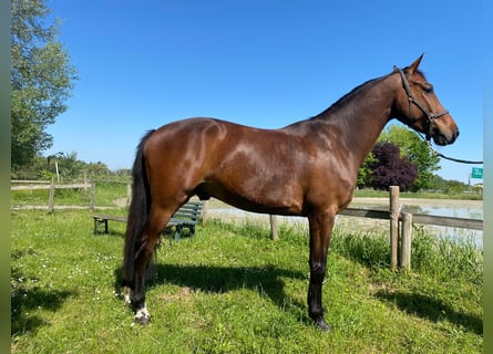 Belga, Castrone, 5 Anni, 164 cm