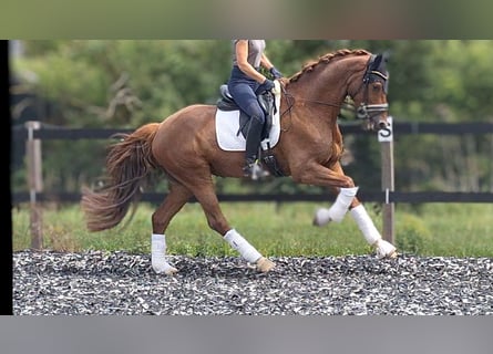 Belga, Castrone, 5 Anni, 165 cm, Sauro scuro