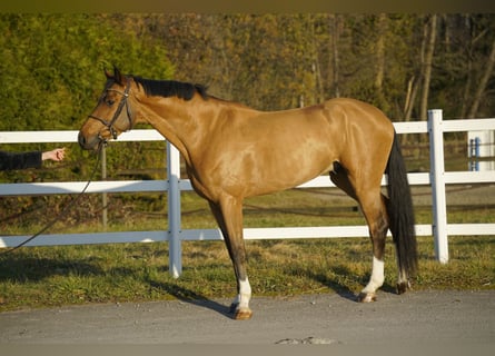 Belga, Castrone, 5 Anni, 168 cm, Baio