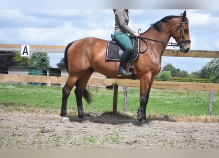 Belga, Castrone, 5 Anni, 175 cm, Baio