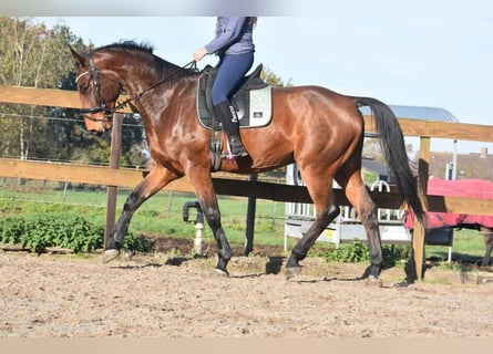 Belga, Castrone, 5 Anni, 175 cm