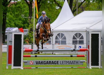 Belga, Castrone, 6 Anni, 163 cm, Baio