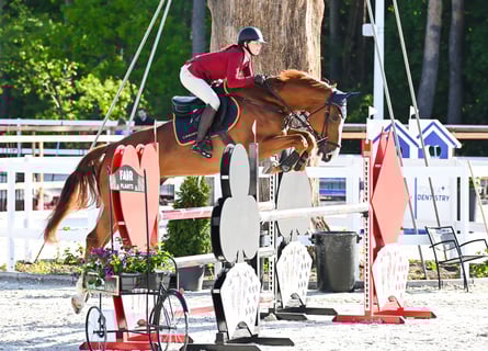 Belga, Castrone, 7 Anni, 172 cm, Sauro