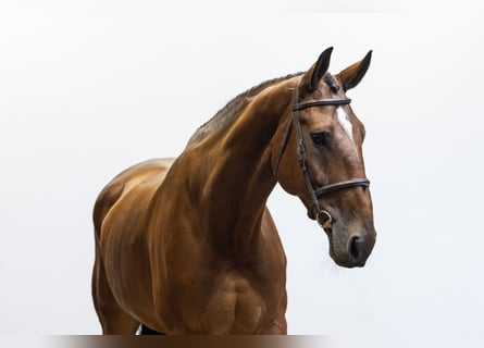 Belga, Castrone, 7 Anni, 180 cm, Baio