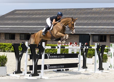 Belga, Castrone, 8 Anni, 171 cm, Sauro