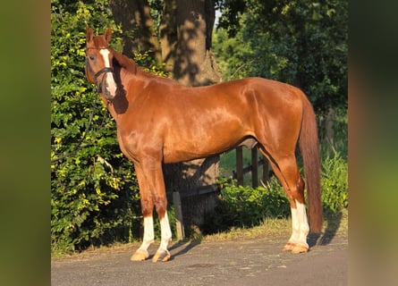 Belga, Castrone, 8 Anni, 172 cm, Sauro