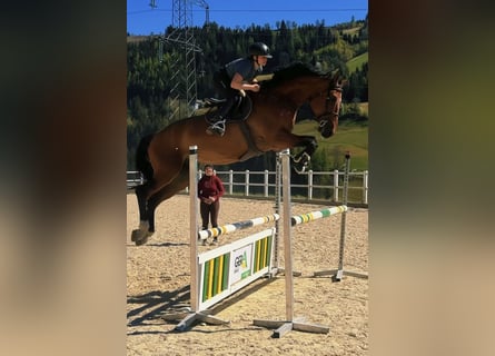 Belga, Castrone, 8 Anni, 183 cm, Baio
