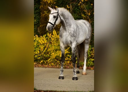 Belga, Castrone, 9 Anni, 172 cm, Grigio