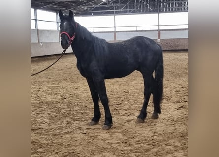 Belga da Tiro Mix, Castrone, 2 Anni, Morello