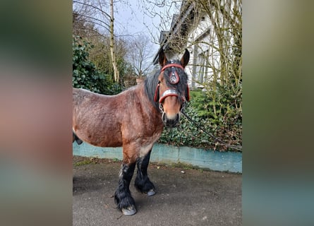 Belga da Tiro, Castrone, 5 Anni, 153 cm, Baio