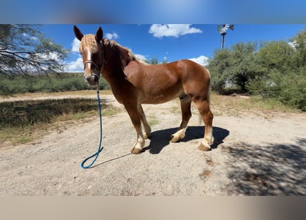 Belga da Tiro, Castrone, 5 Anni, 173 cm, Sauro ciliegia