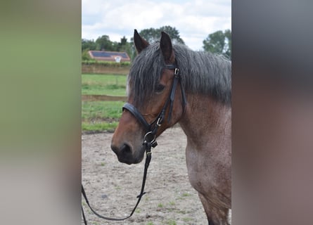 Belga da Tiro, Giumenta, 15 Anni, 158 cm, Baio roano