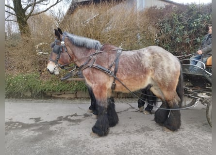 Belga da Tiro, Stallone, 3 Anni