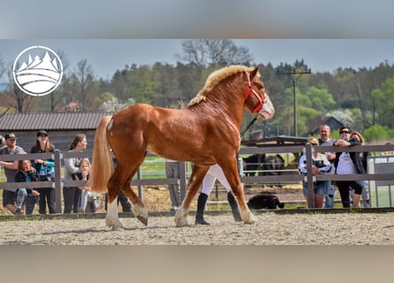 Belga da Tiro, Stallone, 5 Anni