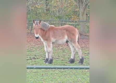 Belga da Tiro, Stallone, Puledri (05/2024), 170 cm, Baio