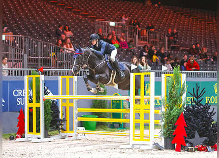 Belga, Giumenta, 10 Anni, 170 cm, Baio scuro