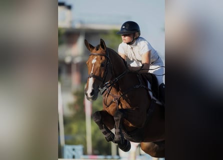 Belga, Giumenta, 13 Anni, 164 cm, Baio ciliegia