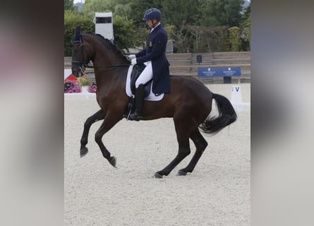 Belga, Giumenta, 13 Anni, 175 cm, Baio nero