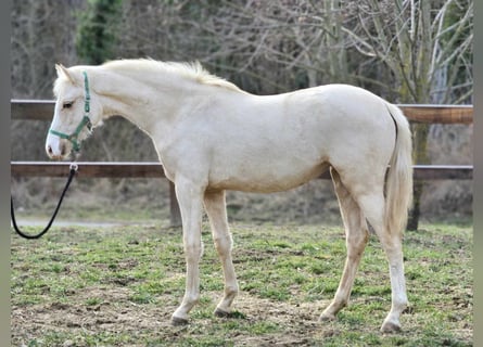 Belga, Giumenta, 1 Anno, 136 cm, Palomino