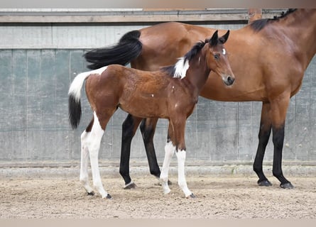Belga, Giumenta, 1 Anno, 164 cm, Tobiano-tutti i colori