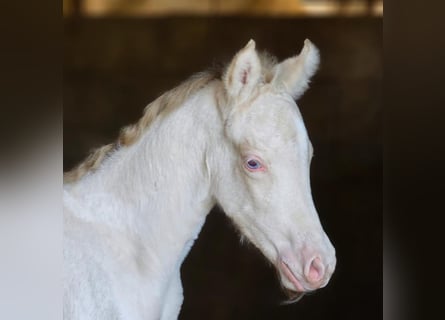 Belga, Giumenta, 2 Anni, 142 cm, Perlino