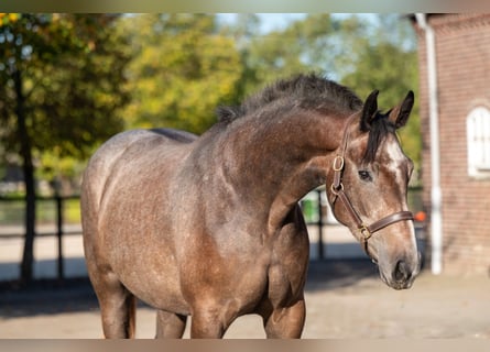 Belga, Giumenta, 2 Anni, 167 cm, Grigio