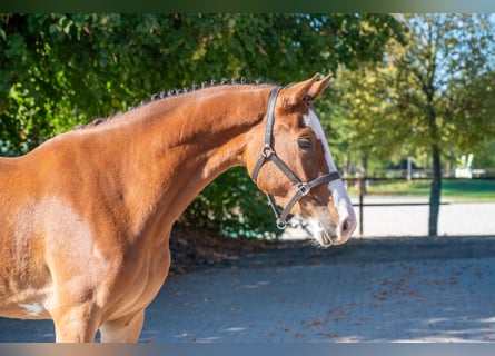Belga, Giumenta, 3 Anni, 156 cm, Baio