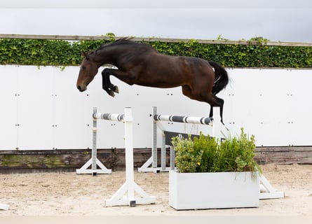 Belga, Giumenta, 3 Anni, 158 cm, Baio scuro