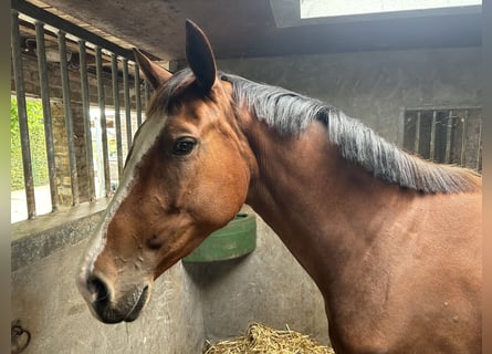 Belga, Giumenta, 3 Anni, 166 cm, Baio