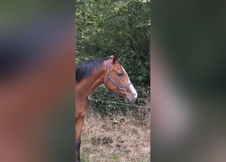 Belga, Giumenta, 3 Anni, 166 cm, Baio