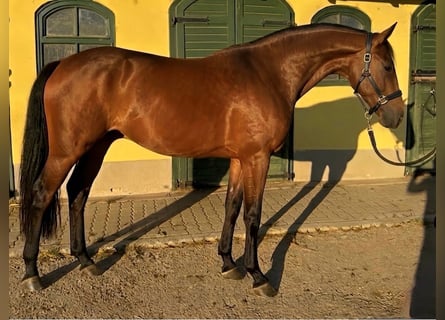 Belga, Giumenta, 3 Anni, 167 cm, Baio