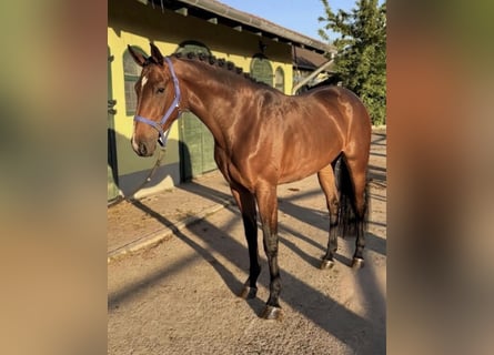 Belga, Giumenta, 3 Anni, 167 cm, Baio