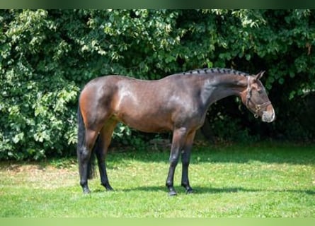 Belga, Giumenta, 3 Anni, Baio scuro