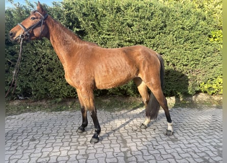 Belga, Giumenta, 4 Anni, 157 cm, Baio