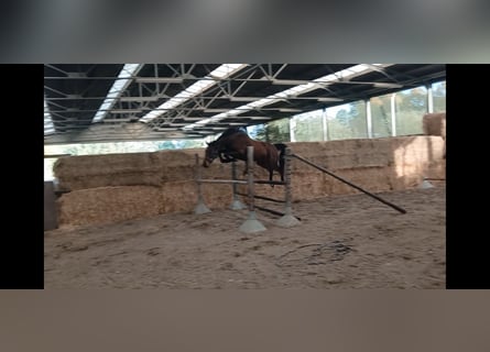 Belga, Giumenta, 4 Anni, 160 cm, Baio
